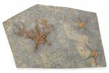 Wide Plate Of Starfish & Brittle Star Fossils - Great Preservation #225765-1